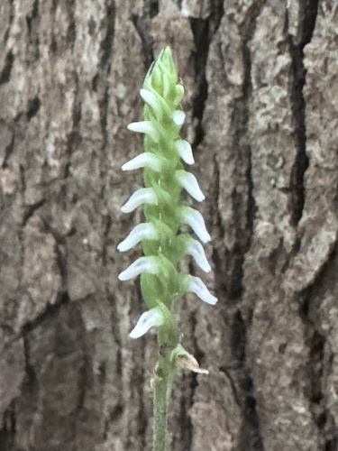 Oval Ladies' Tresses