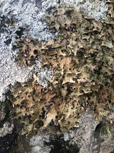 Tree Lungwort