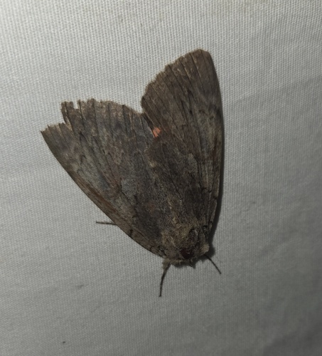 Sweetheart Underwing