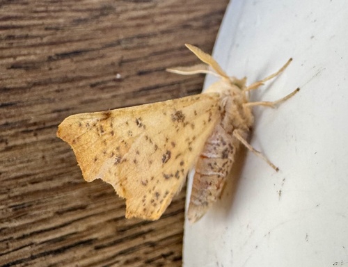 Maple Spanworm Moth