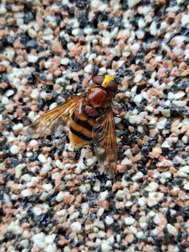 Hornet Mimic Hover Fly