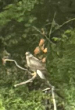 Common Buzzard