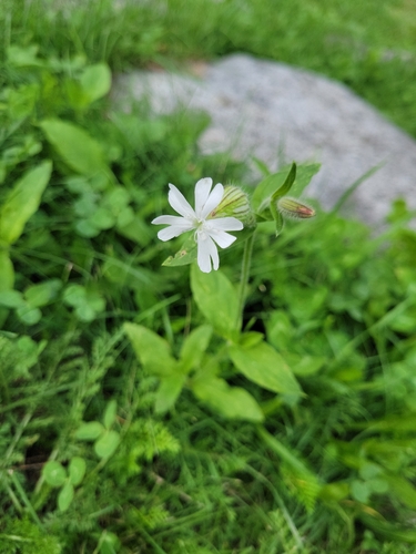 white campion