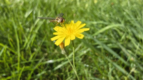 Marmalade Hover Fly