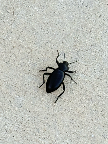 Eleodes acuticauda