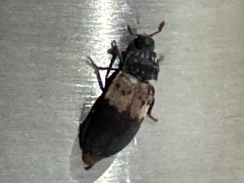 Larder Beetle