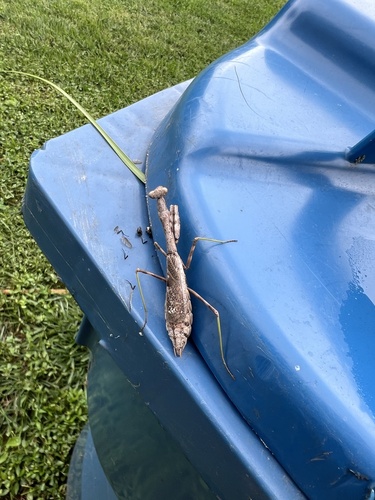 Carolina Mantis