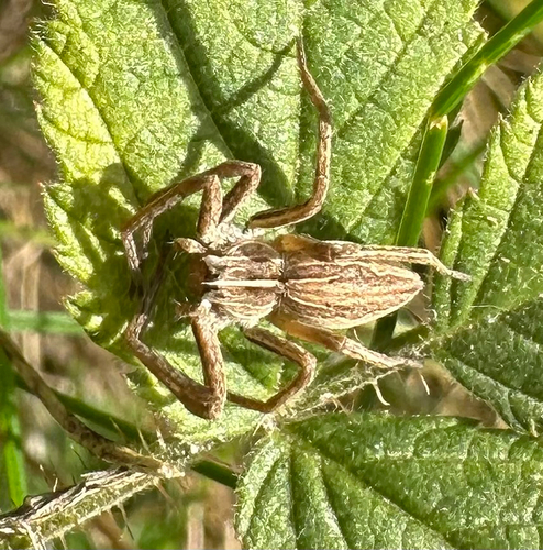 European Nursery Web spider