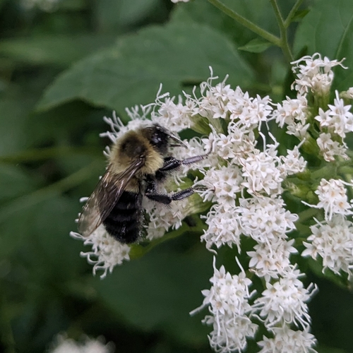 Common Eastern Bumble Bee