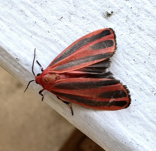 Scarlet-winged Lichen Moth