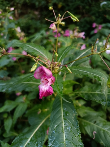 Himalayan balsam