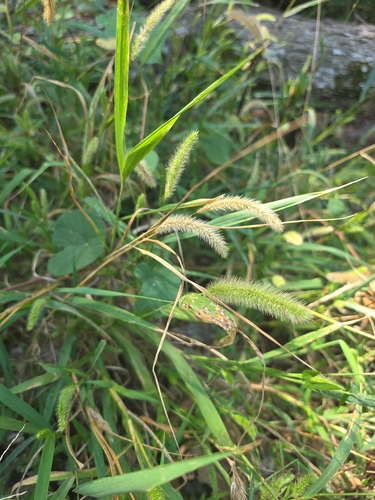 Green Bristle Grass