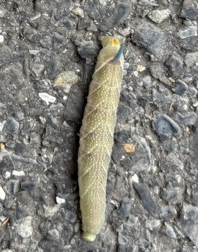 Lime Hawkmoth