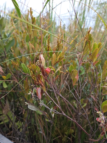 leatherleaf