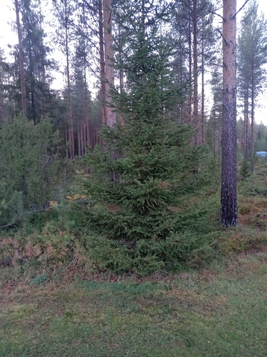 Norway spruce