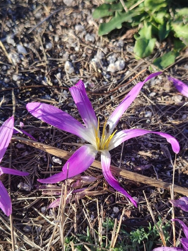 False Meadow Saffron