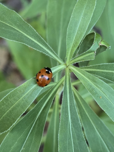 Seven-spotted Lady Beetle
