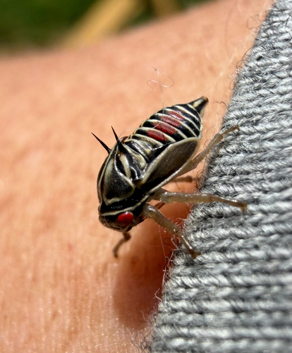 Oak Treehopper