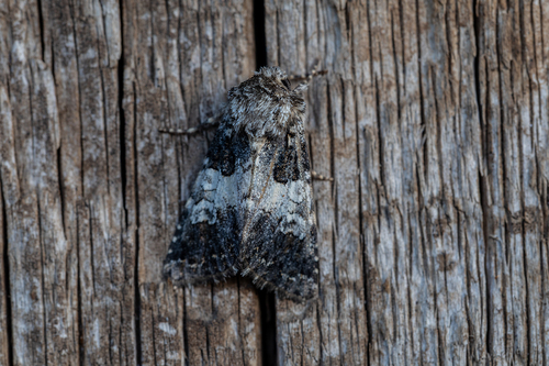Varied Coronet