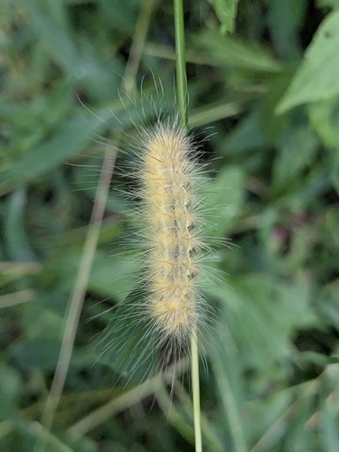 Virginian Tiger Moth