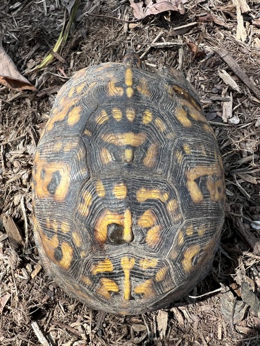 Eastern Box Turtle