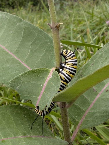 Monarch