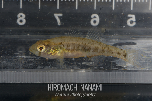 Micropercops swinhonis