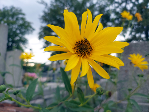Jerusalem artichoke