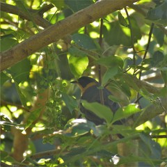 Cossypha dichroa dichroa