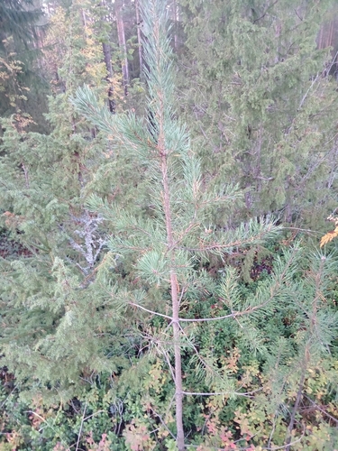 Scots pine