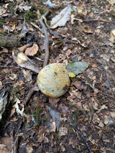 common earthball