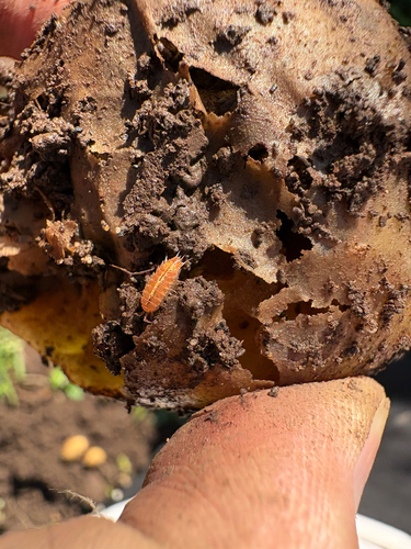 Rosy Woodlouse