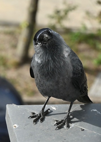 Eurasian Jackdaw