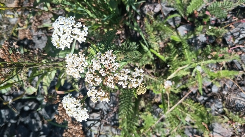 common yarrow