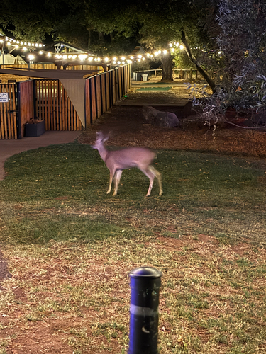 Mule Deer