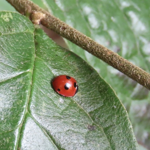 5-spotted Lady Beetle