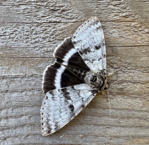 White Underwing
