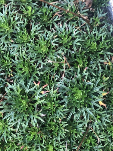Saxifraga canaliculata