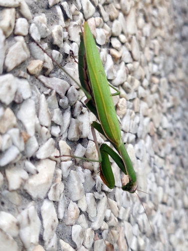 European Mantis