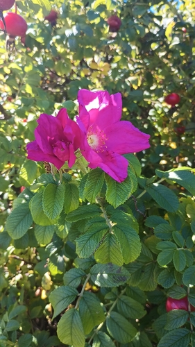 rugosa rose