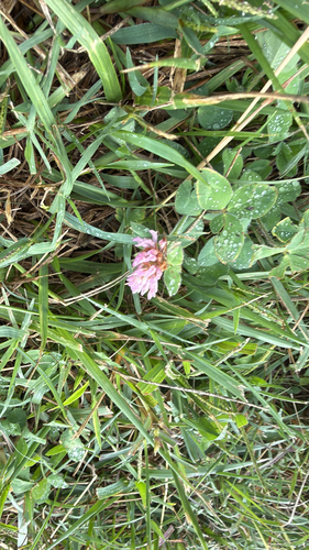 Red Clover