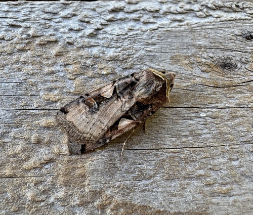 Setaceous Hebrew Character