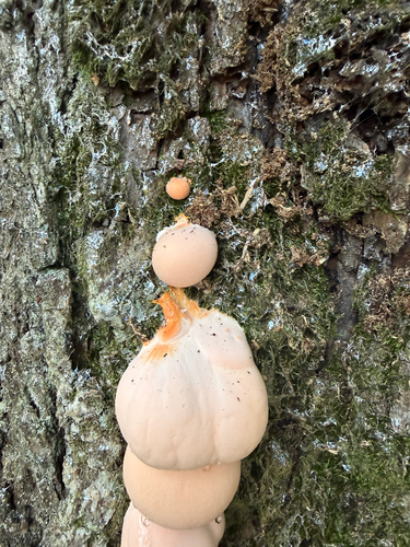 Lycogala flavofuscum