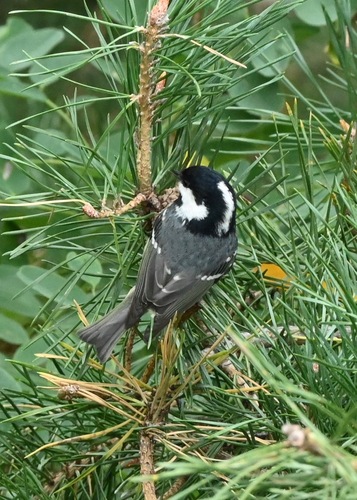 Coal Tit