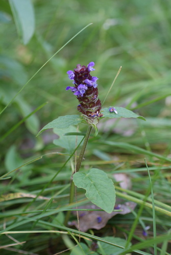 common selfheal