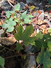 Vitis aestivalis