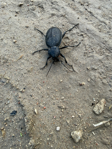 Leather Beetle