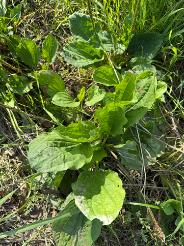 greater plantain