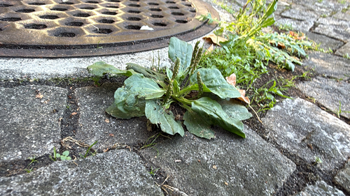 greater plantain