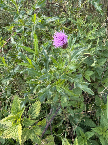 creeping thistle